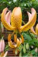 lily bulb Terrace City