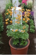 lily bulb Terrace City