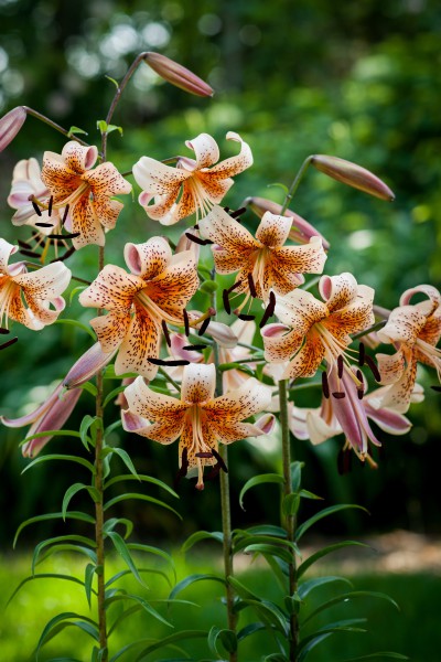 lily bulb Tiger Babies