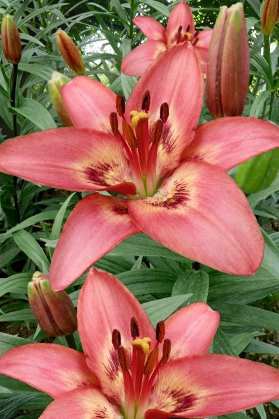 lily bulb Tinilco