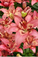 lily bulb Tinilco