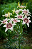 lily bulb Tribal Kiss