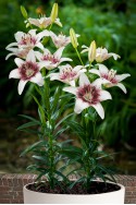 lily bulb Tribal Kiss