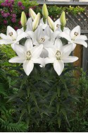 lily bulb Volvic