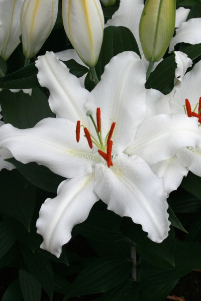 White Lantern