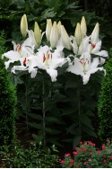 lily bulb White Lantern