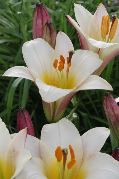 White Planet 5 lilly bulbs