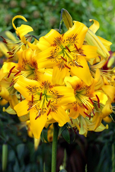 lily bulb Yellow Bruse