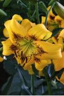 lily bulb Yellow Bruse