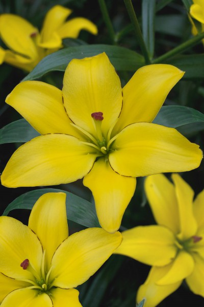 Yellow Cocotte 5 lilly bulbs