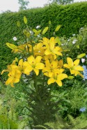 lily bulb Yellow Cocotte