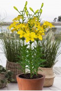 lily bulb Yellow Cocotte