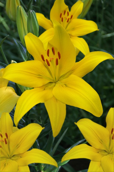Yellow County 5 lilly bulbs