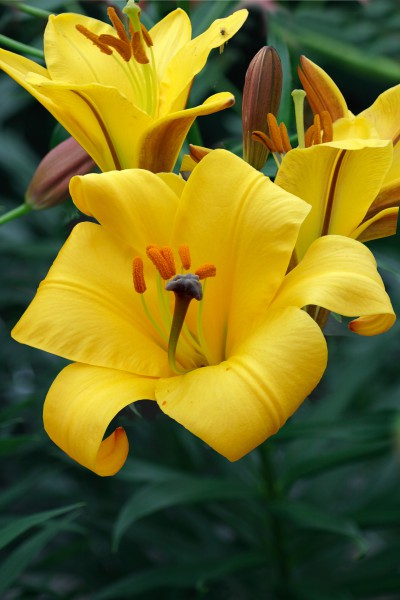 Yellow Planet 5 lilly bulbs