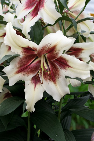 lily bulb Zeba