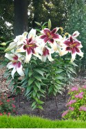 lily bulb Zeba