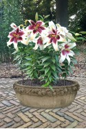 lily bulb Zeba