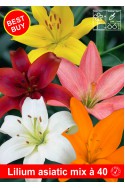 lily bulb Asian mix 40 bulbs