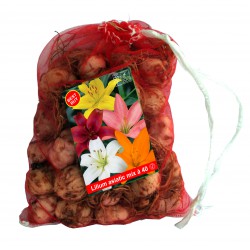 Asian mix 40 flowerbulbs