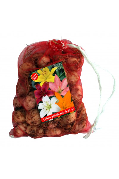 Asian mix 40 flowerbulbs 40 lilly bulbs