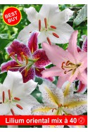 lily bulb Oriental mix 40 bulbs