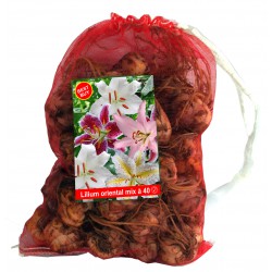 Oriental mix 40 flowerbulbs