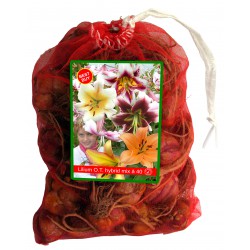 O.T. Hybride mix 40 flowerbulbs