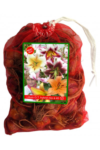 O.T. Hybride mix 40 flowerbulbs 40 lilly bulbs